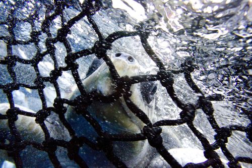 The controversial nets are also being trialled in northern NSW, where they have been blamed for catching 275 animals,
 including four dolphins and five turtles since they were introduced in December 2016. (AAP)