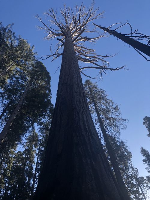 The sequoias can grow to over 90 metres tall, and stand for 3000 years. This sequoia, stripped of its needles, has been attacked by bark beetles.