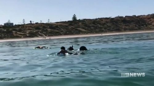 Adelaide Moana beach runaway horse