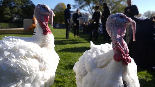 Turkeys Peach and Blossom are pictured before a ceremony in which President Joe Biden will pardon the national Thanksgiving turkey on the South Lawn of the White House in Washington, Monday, Nov. 25, 2024. (AP Photo/Mark Schiefelbein)