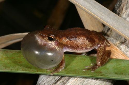 The Slender Bleating Tree Frog is found in Queensland.