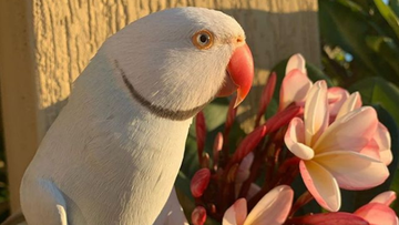 Pets 9news Latest News And Headlines From Australia And The World