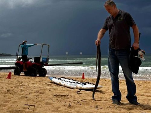 Scott Williams posted about the snake on Manly Beach on Instagram, after alerting rescuers.