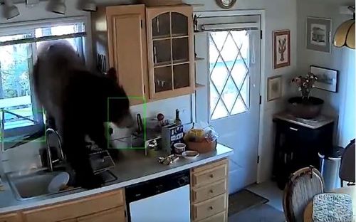 It isn't the first time the couple have had a bear break into their home. Image: Supplied