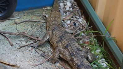 Ely and David Babushkin saltwater crocodile found in Somersby NSW Central Coast yard