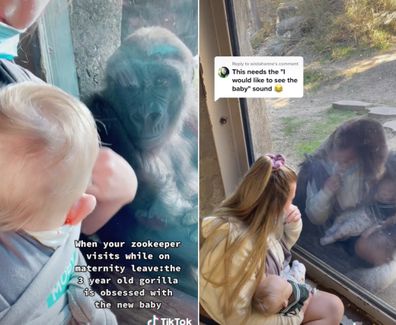 Gorilla meeting zookeepers baby for the first time on TikTok. 