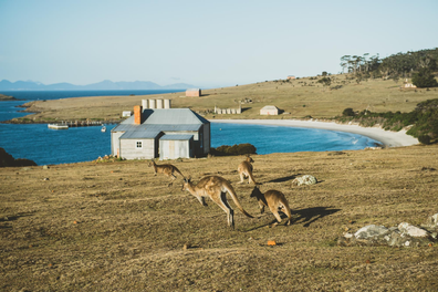 Maria Island kangaroos