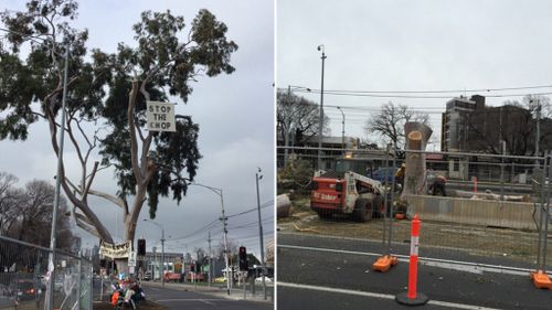 Melbourne gum tree cut down despite protesters' attempts to save it