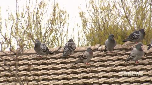 Birds flock to Mr Martell's property. (9NEWS)