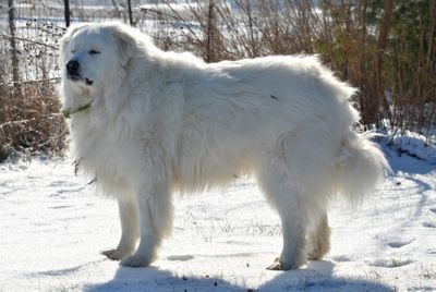 Great Pyrenees&#160;