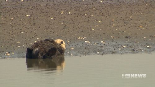 Sea Otters were shot and speared for their furs.