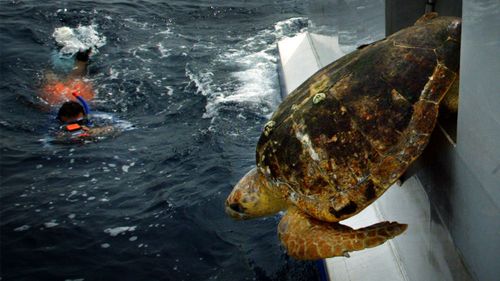 Fully grown, a loggerhead turtle can be more than a metre long.