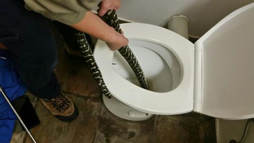 Queensland snake in toilet