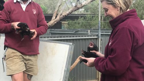The cheeky devils proved quite the handful for keepers at Monarto Zoo. (9NEWS)