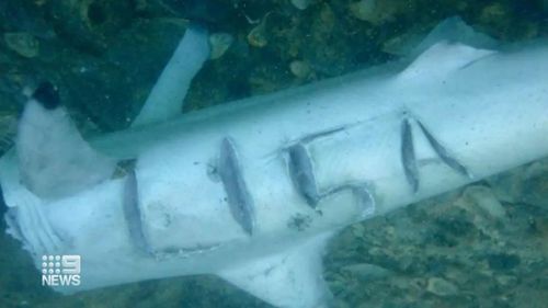Lisa Hills said she was recently sent a photo of a shark carcass with her named carved into it.