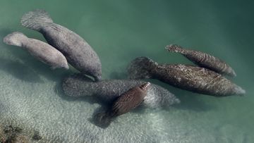 Manatees are a large sea mammal that feed mostly off sea grass hence their nickname &#x27;sea cow&#x27;. 