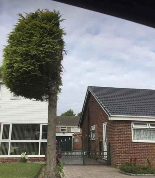 A tree cut in half in a neighbour dispute in the UK.