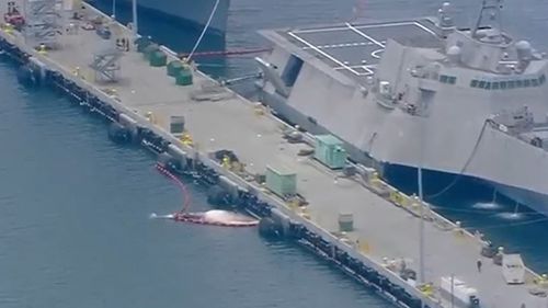 The Navy ship was docking at San Diego when the whales were found.