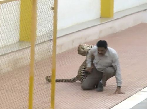 Footage of the 2016 incident showed the wild leopard darting towards the school’s pool when it spotted unarmed wildlife expert Sanjay Gubbi.