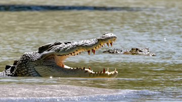 Duffy said crocodiles are at the pinnacle of predatory evolution. 