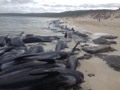 More than 150 whales have beached themselves at Hamelin Bay in Western Australia. (DBCA Media)