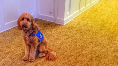 Funeral home uses therapy dog to bring comfort to grieving families