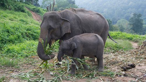 Elephant strikes and kills trainer at Japan zoo