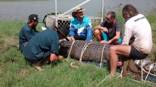 Massive saltwater croc gets marching orders after epic trek to Northern Territory fish farm
