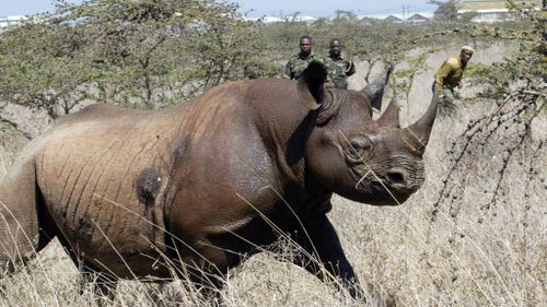 Namibia invites trophy hunters to pay to kill three endangered black rhinos amid global outcry