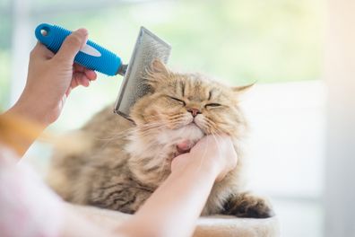 Cat being groomed with a brush