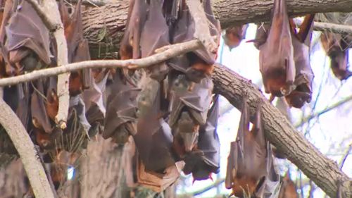 Flying foxes have taken up residence in the Ipswich suburb of Yamanto. (9NEWS)