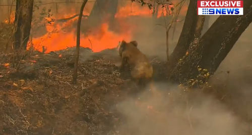 Lewis was rescued after being filmed crawling back into burning bushland. 