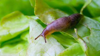 Une limace sur une feuille 