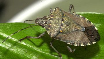 Stinkbugs can be devastating as an introduced species.