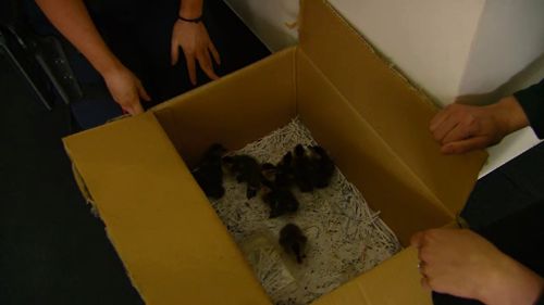 Police located the ducklings' mother following an appeal for assistance. (9NEWS)