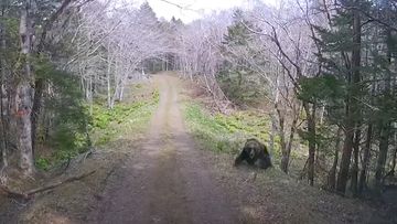 The bear filmed running onto the road in a forest in Hokkaido, Japan.