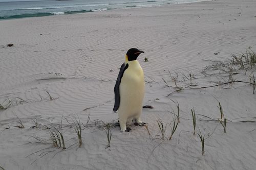 Emperor penguin found in Denmark, WA on November 1, 2024