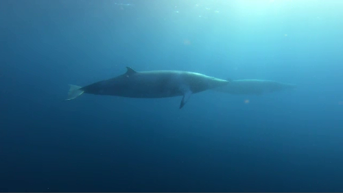 Diver Lara Puckeridge was lucky enough to get up close and personal with two minke whales off Sydney's coast.