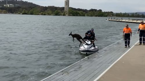 A kangaroo played hard to get with rescuers who tried several times to help it out of Lake Burleigh Griffin.