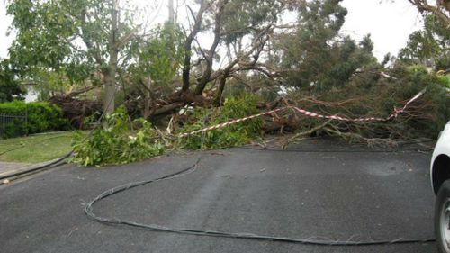 AusGrid repair crews at work in Engadine after wild winds brought down a powerpole and power lines. (Supplied, AusGrid Energy)