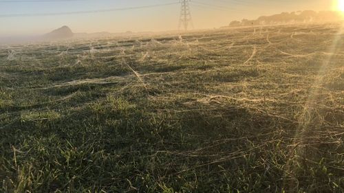 Incredible photos of Melbourne 'raining spiderwebs'