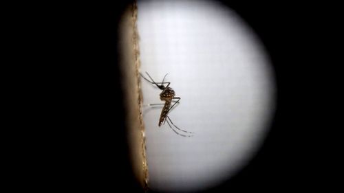 Mosquitoes, including the Aedes aegpyti mosquito, carry the virus. (AAP file image)
