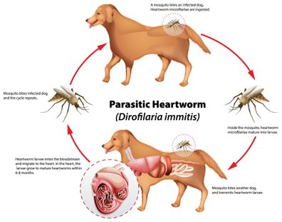 Diagram showing parasitic heartworm illustration