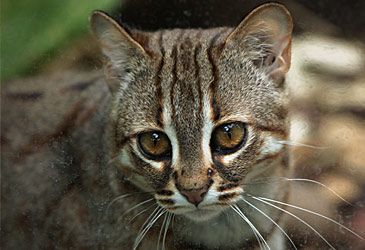 The world's tiniest wild feline, the rusty-spotted cat, grows to what body length?