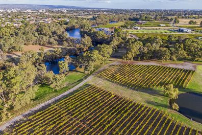 Aerial view, co-existence of Nature's Swan River with Swan Valley Vineyards  & Perth suburbs in Autumn. In the foreground the neat and manicured rows of vines with the meandering tree-lined Swan River in the background, along with Perth's urban sprawl including industrial activity.