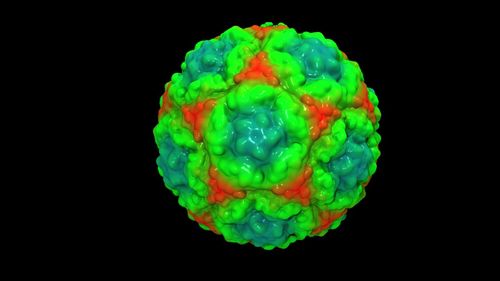 A surface rendering of the common cold virus. (University of Melbourne)