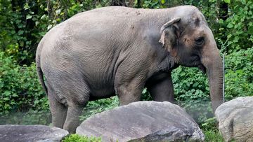 Bronx Zoo elephant &quot;Happy&quot; strolls in a habitat inside the zoo&#x27;s Asia display.