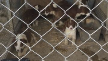An Adelaide puppy breeder who kept hundreds of dogs in squalid conditions has been spared jail. Kerrie Fitzpatrick was handed a three-month suspended sentence for keeping 300 dogs on a breeding farm in horrific conditions.