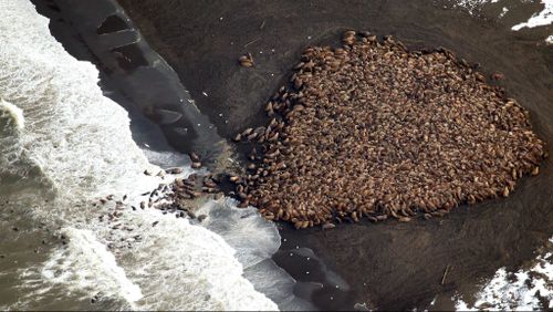 Melting sea ice forced the walruses to use the beach as refuge. (AAP)