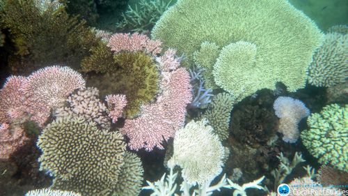 Bleaching damage on the Great Barrier Reef in April 2017. (AAP)